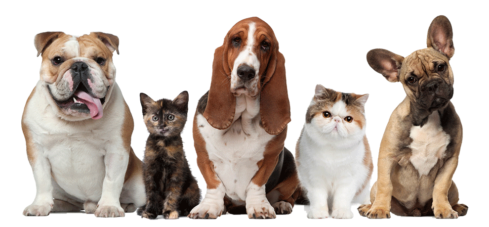 les animaux nos amis pour la vie