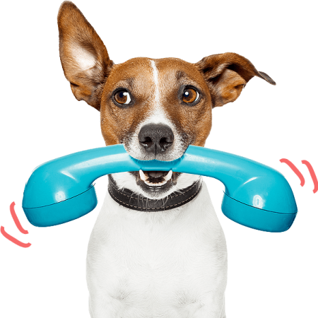 contact telephonique soin therapeutique animaux